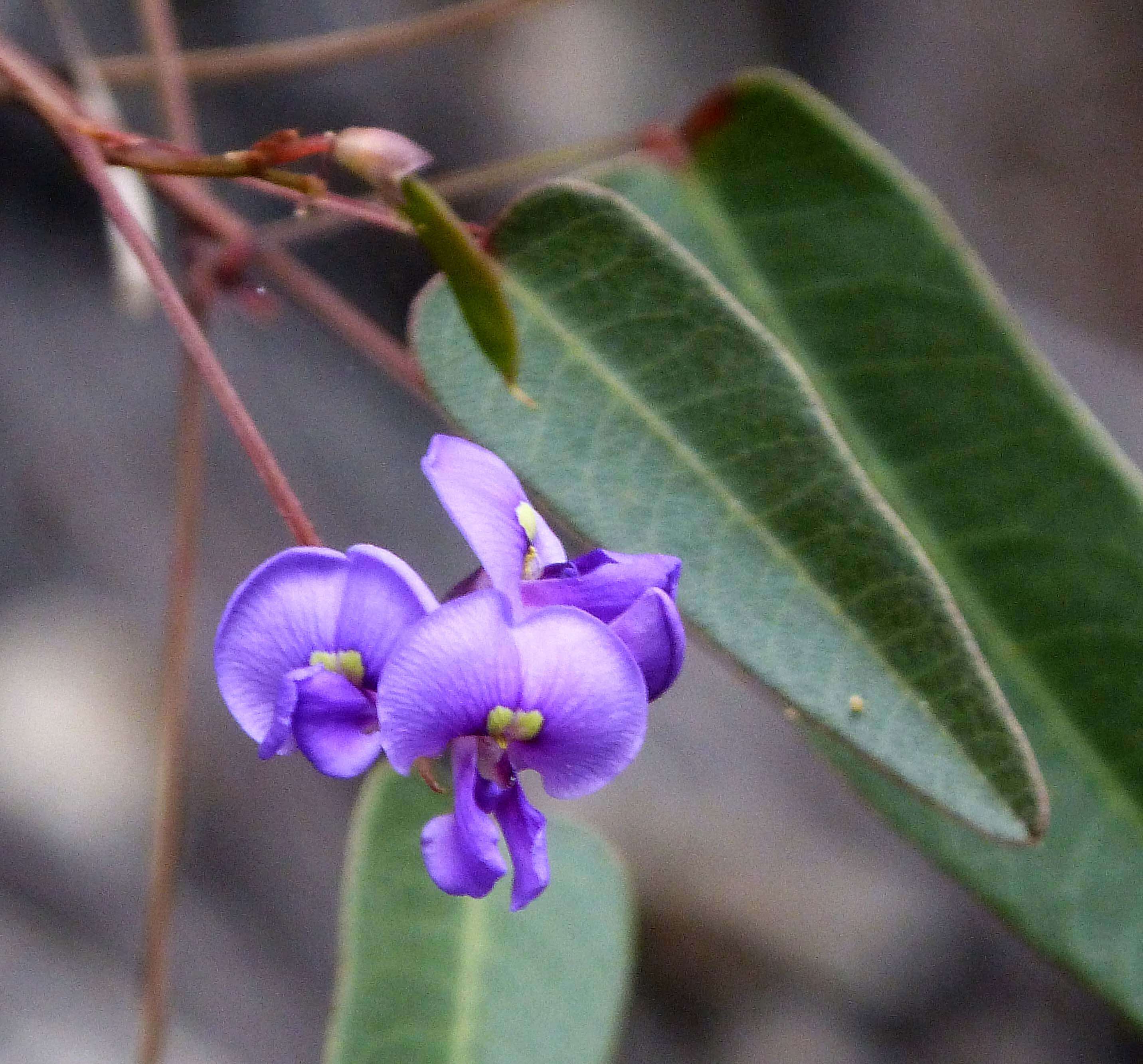 Image of Hardenbergia