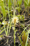 Image of rigid sedge