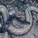 Image of Richardson's mangrove snake