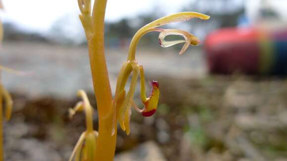 Image of Spiculaea ciliata Lindl.