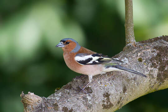 Image of Fringilla Linnaeus 1758