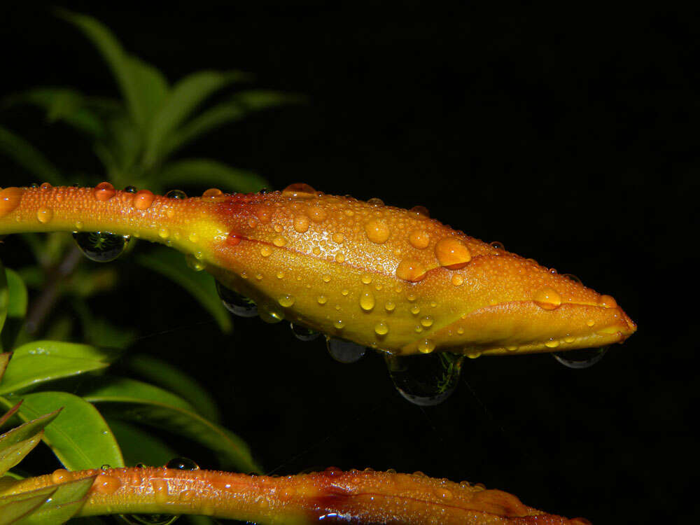 Image of bush allamanda