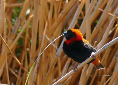 Image of Red Bishop