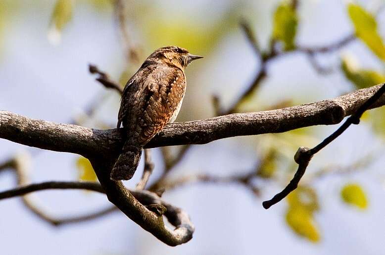 Image of Wryneck