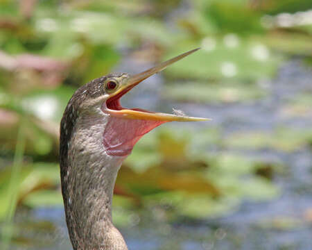 Image de Anhinga d'Amérique