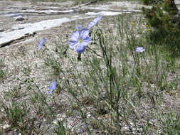 Image of flax