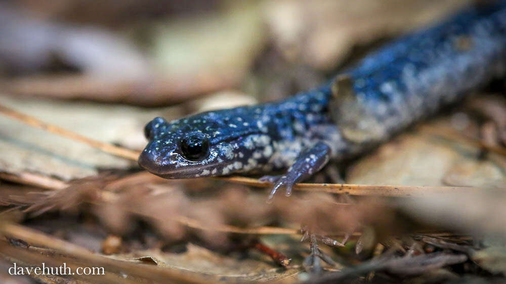 Image of Woodland salamander