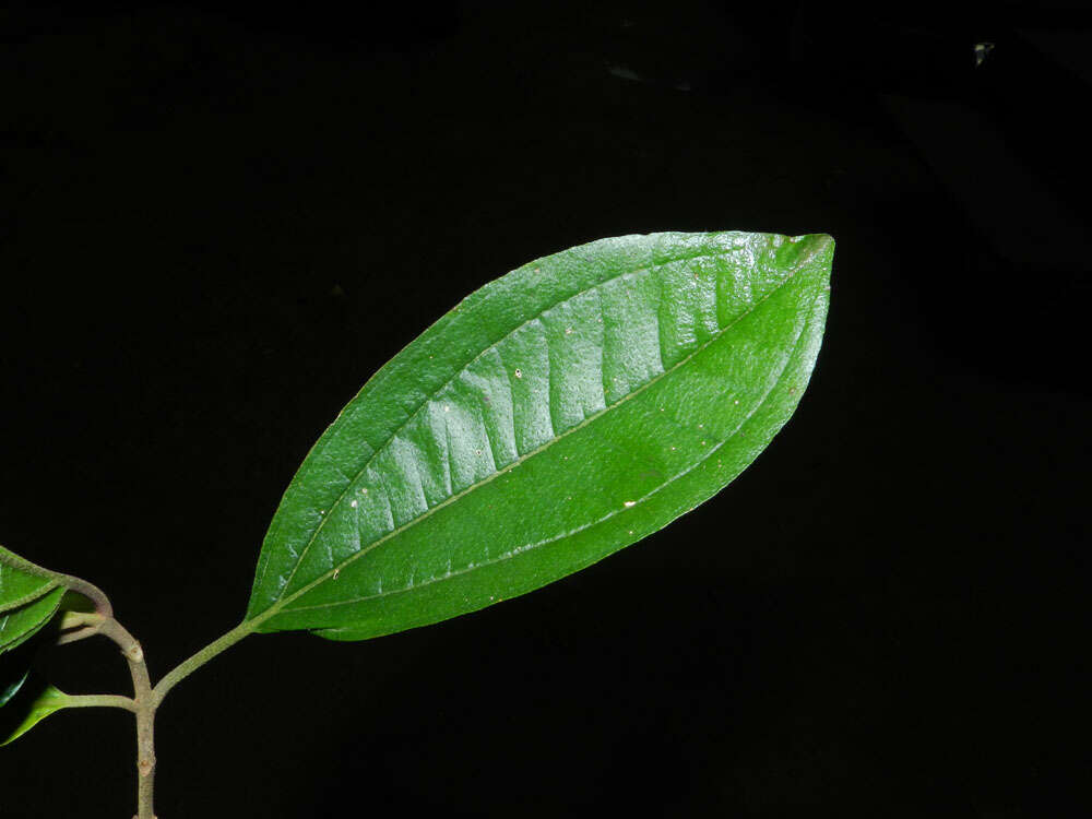 Image of Henriettea seemannii (Naud.) L. O. Williams