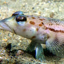 Image of Ramsay&#39;s grubfish
