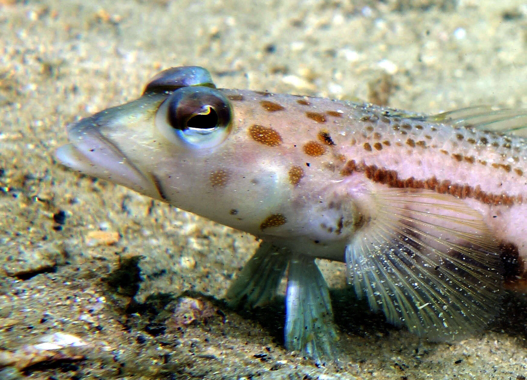 Image of Ramsay&#39;s grubfish
