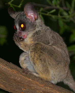 Image of Lesser Galagos