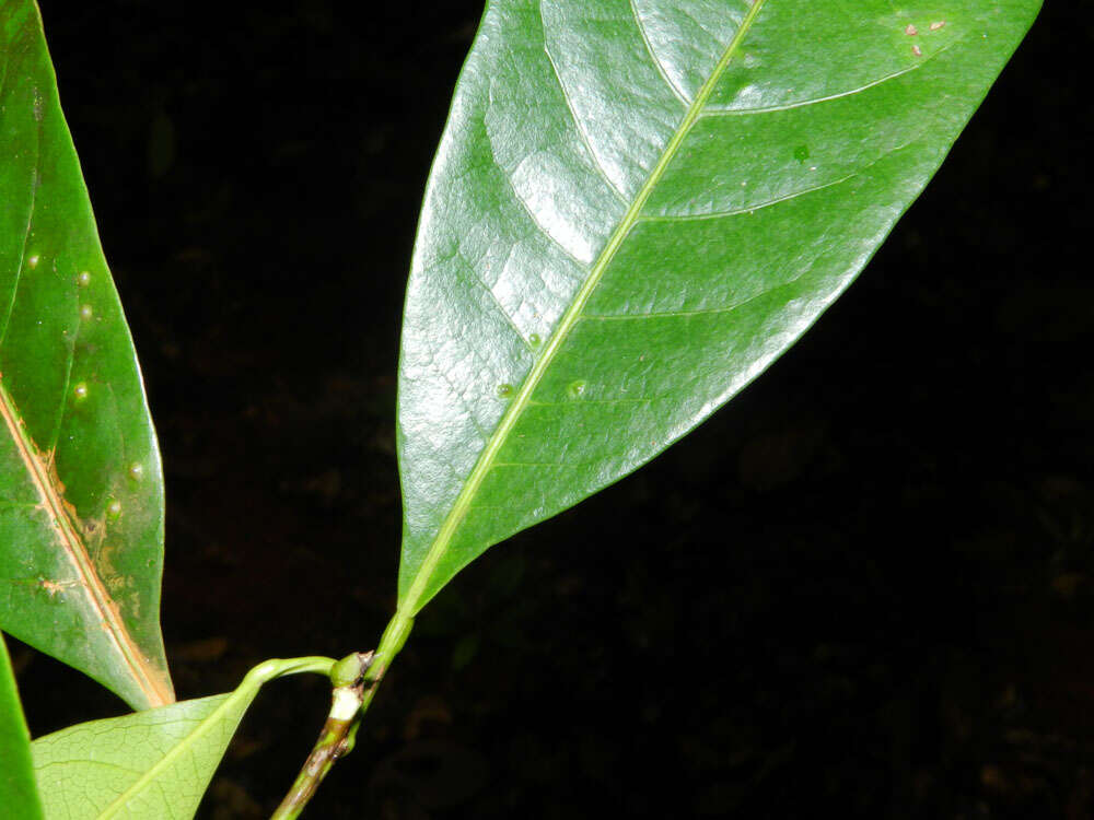 Image of Sloanea longipes Ducke