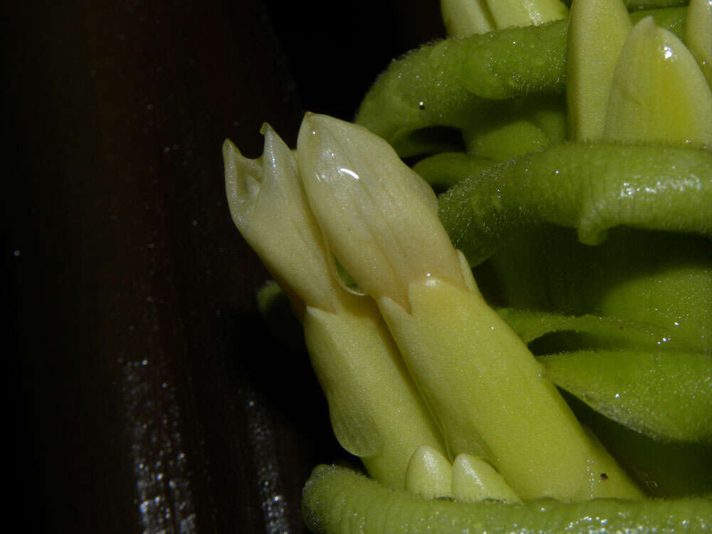 Image of Goeppertia vinosa (H. Kenn.) Borchs. & S. Suárez