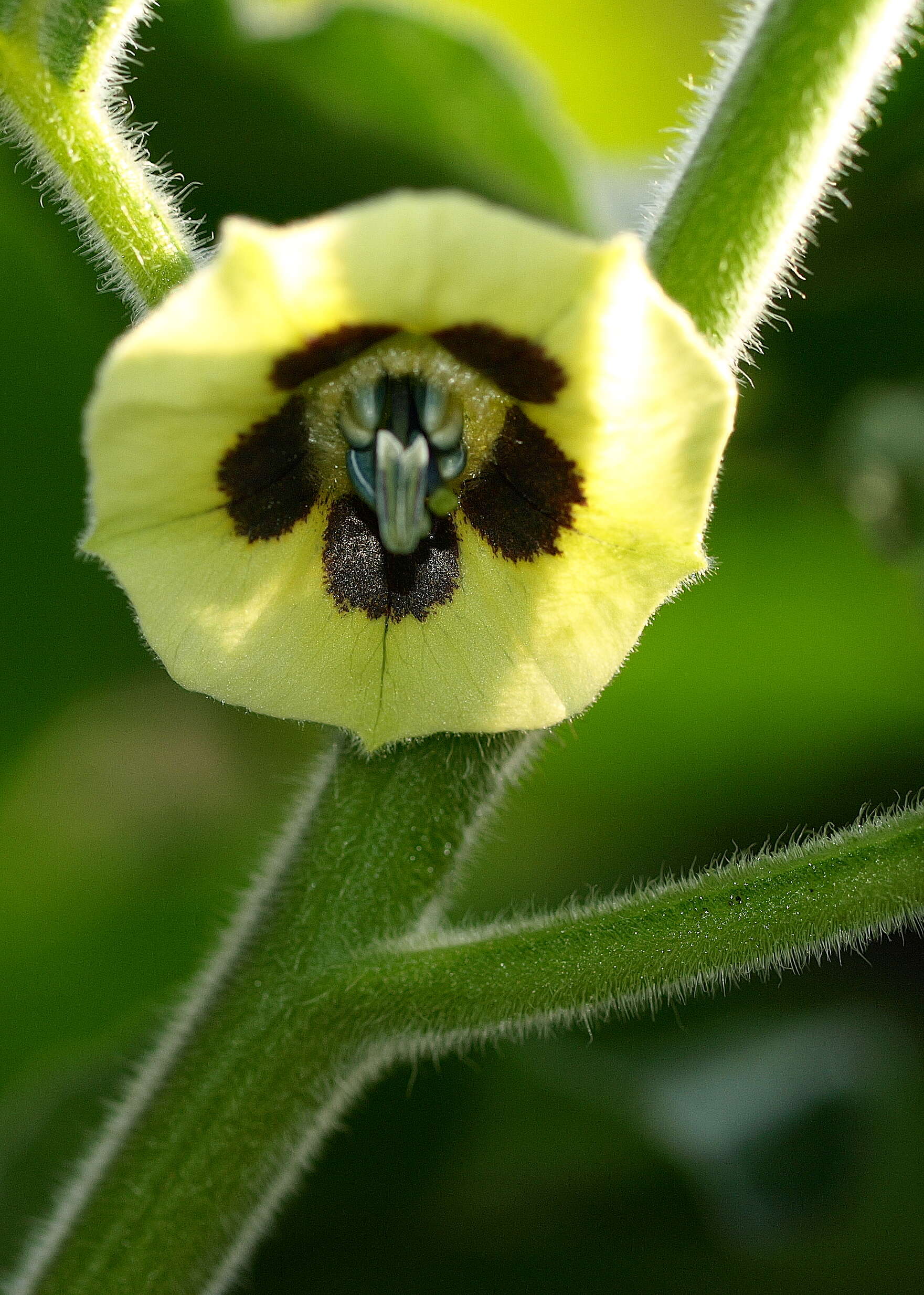 Image of groundcherry