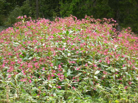 Image of Jewelweeds