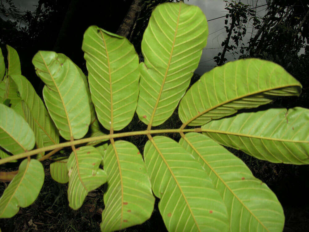 Plancia ëd Ormosia coccinea (Aubl.) Jacks.