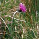 Imagem de Cirsium dissectum (L.) Hill