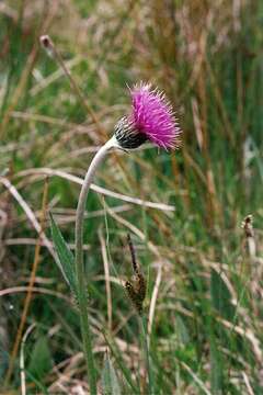 صورة Cirsium dissectum (L.) Hill