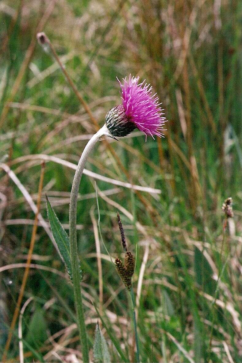 Image of meadow thistle