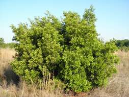 Image of Morella cerifera