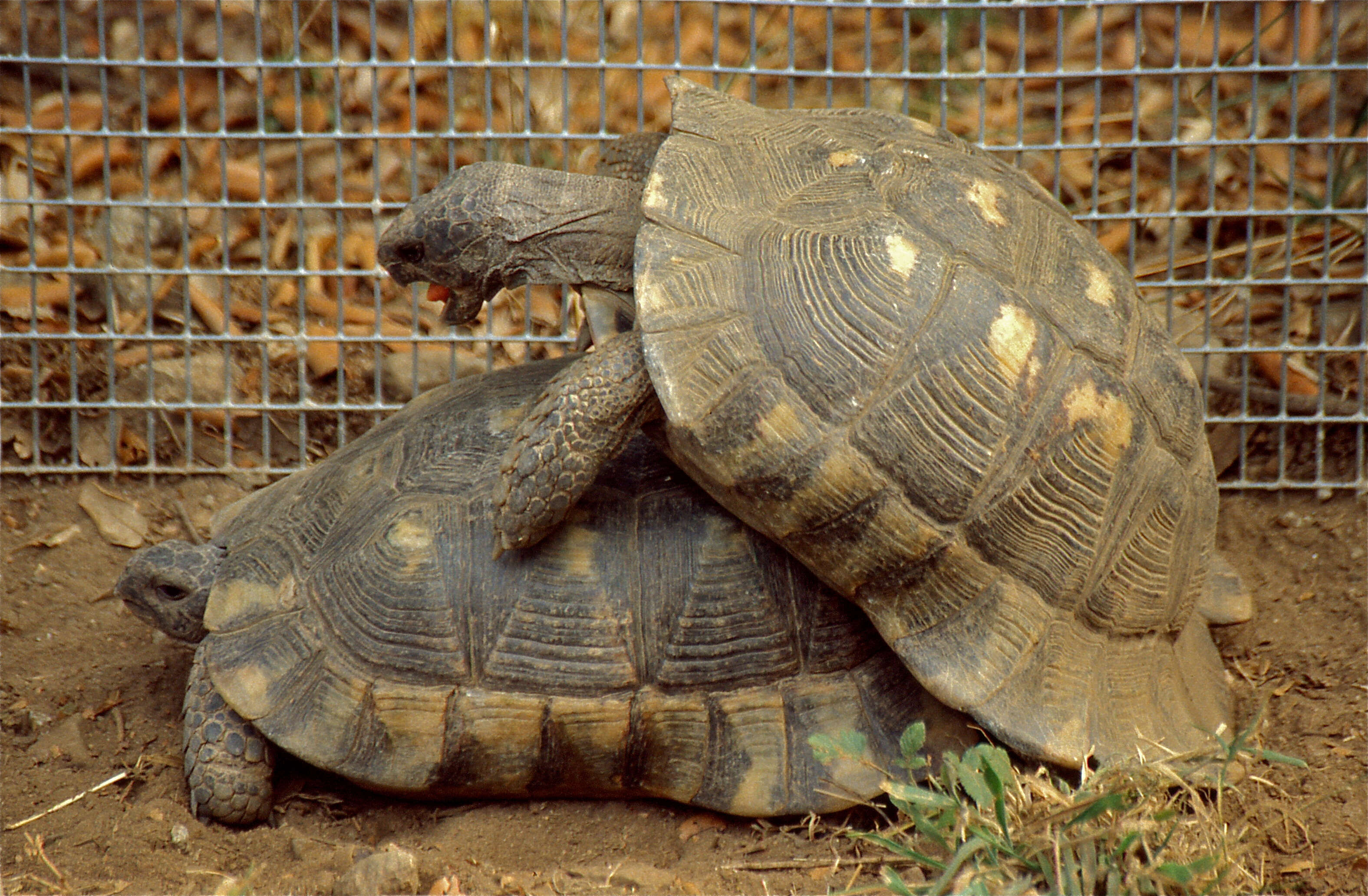 Image of Testudo