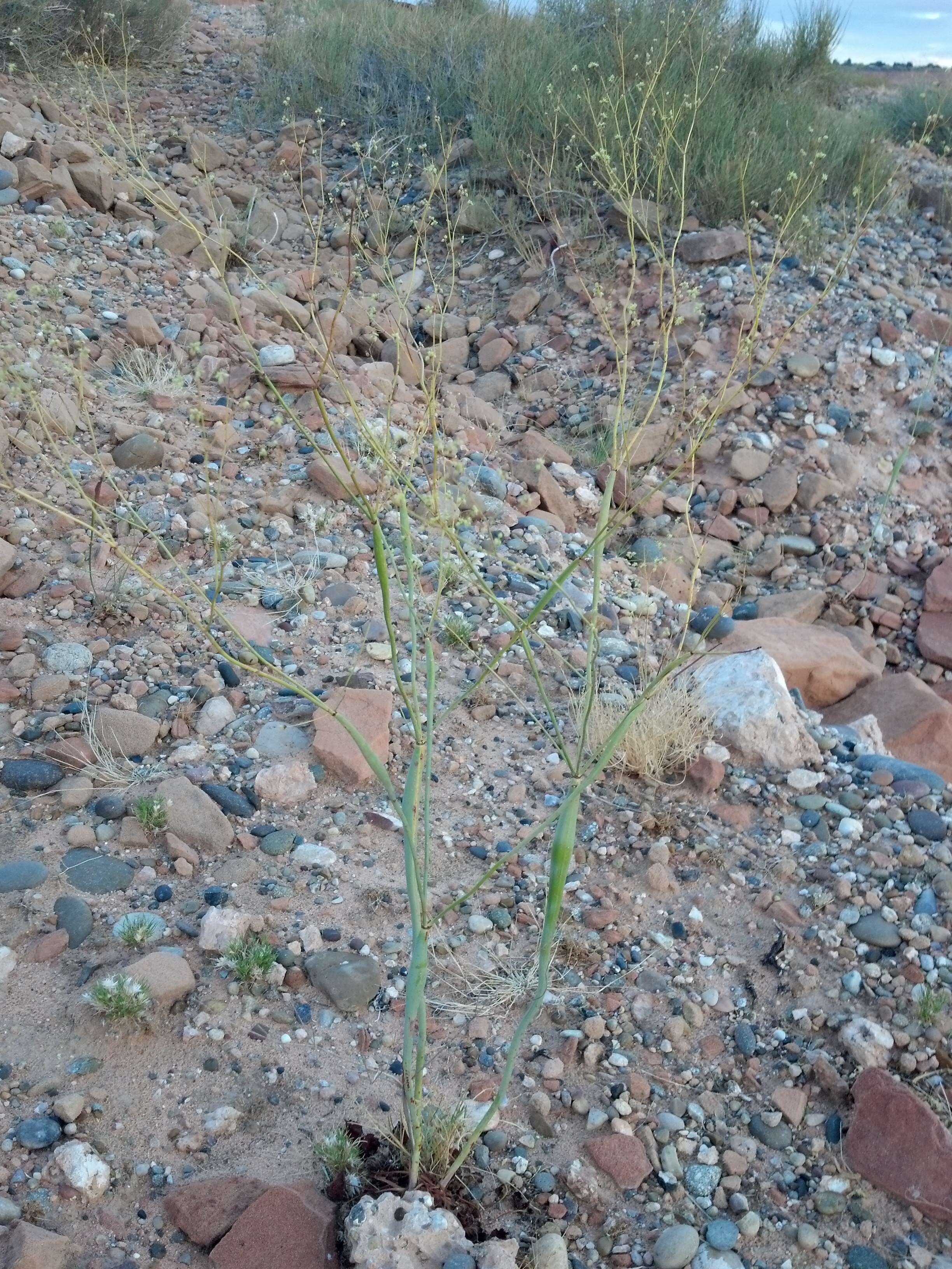 Imagem de Eriogonum inflatum Torr.