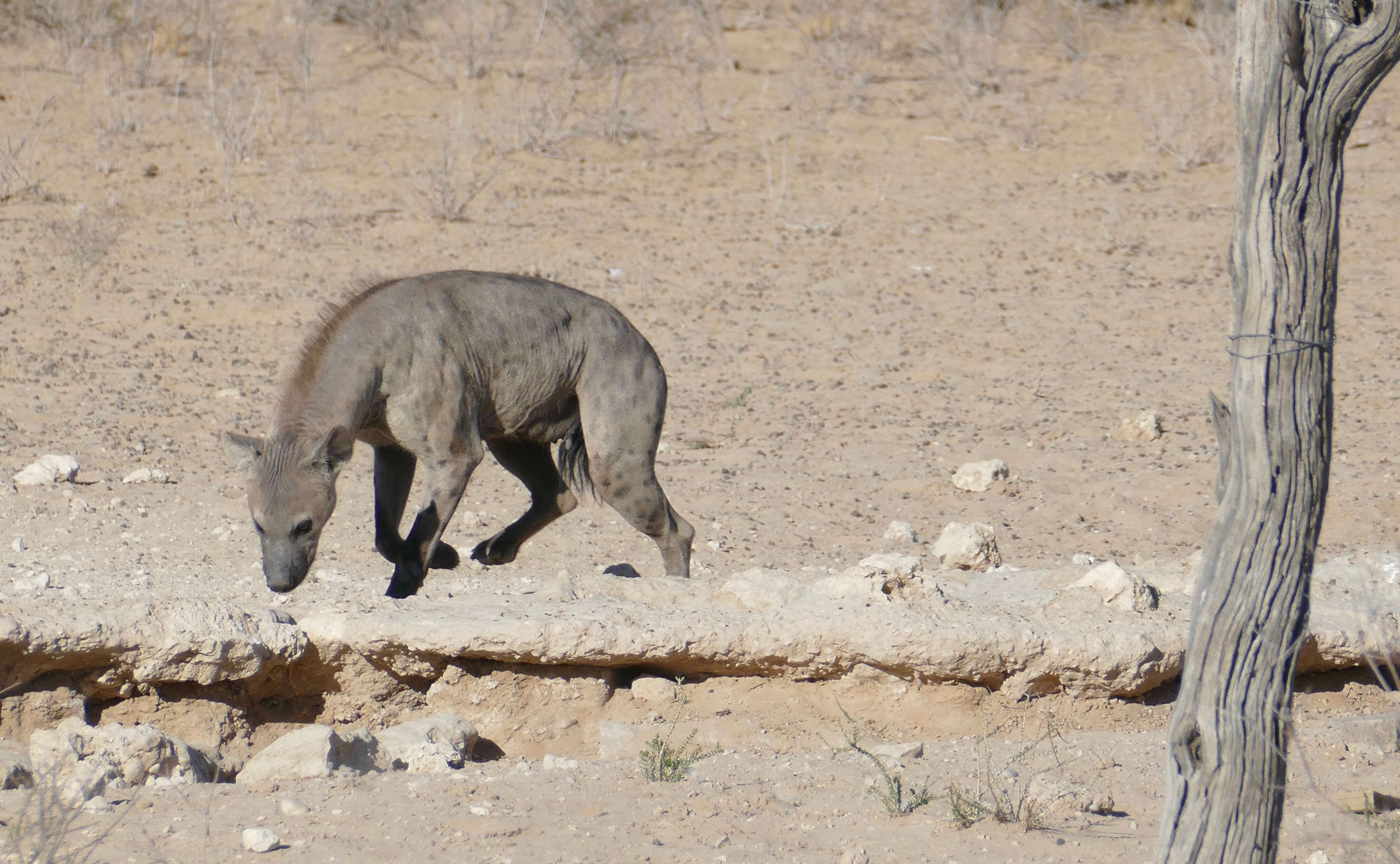 Image of Spotted Hyaenas