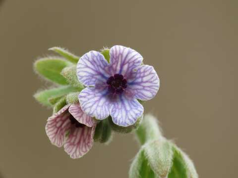 Cynoglossum creticum Mill. resmi