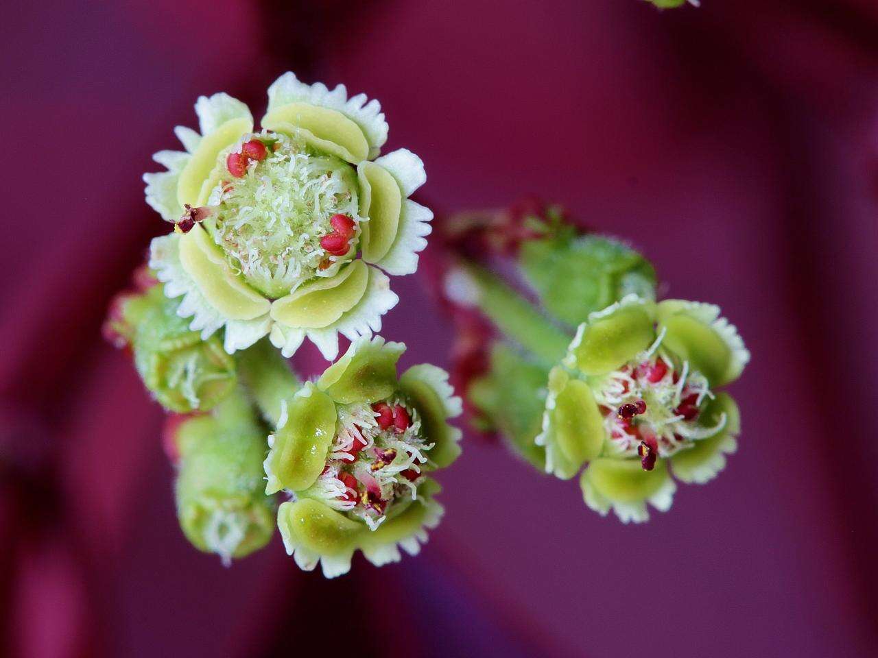 Image of Mexican shrubby spurge