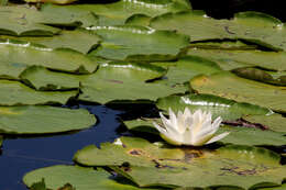 Image of American white waterlily