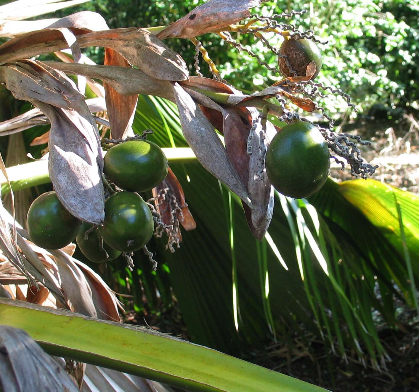 Pritchardia beccariana Rock的圖片