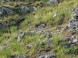 Imagem de Stipa pennata subsp. pennata