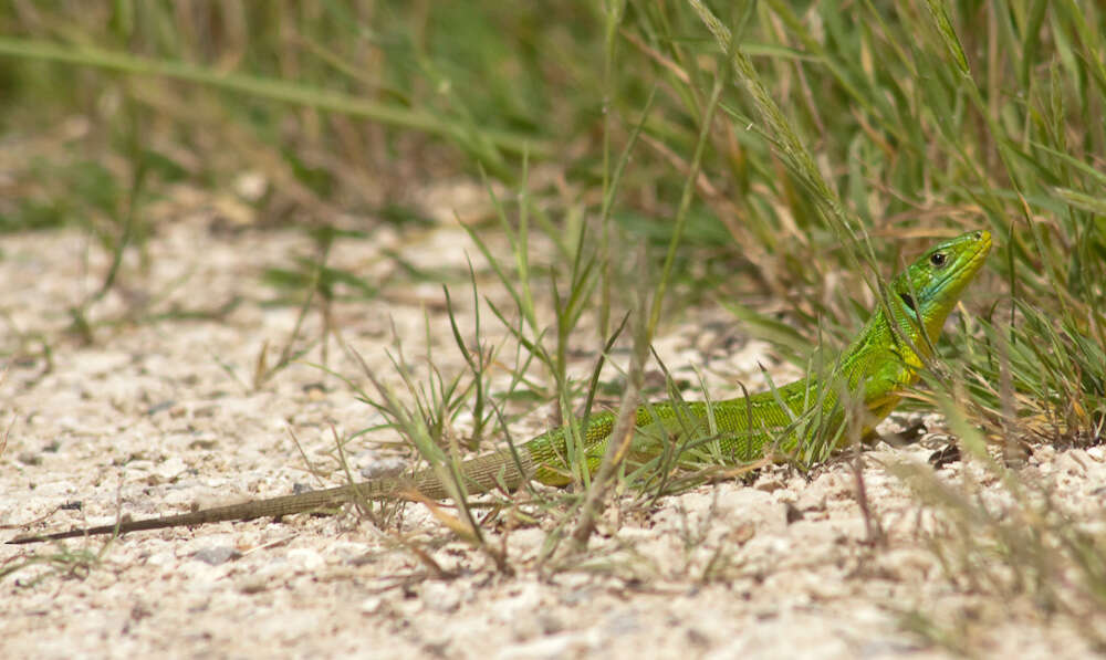 Image of green lizard