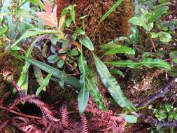 Image of Island Tongue Fern