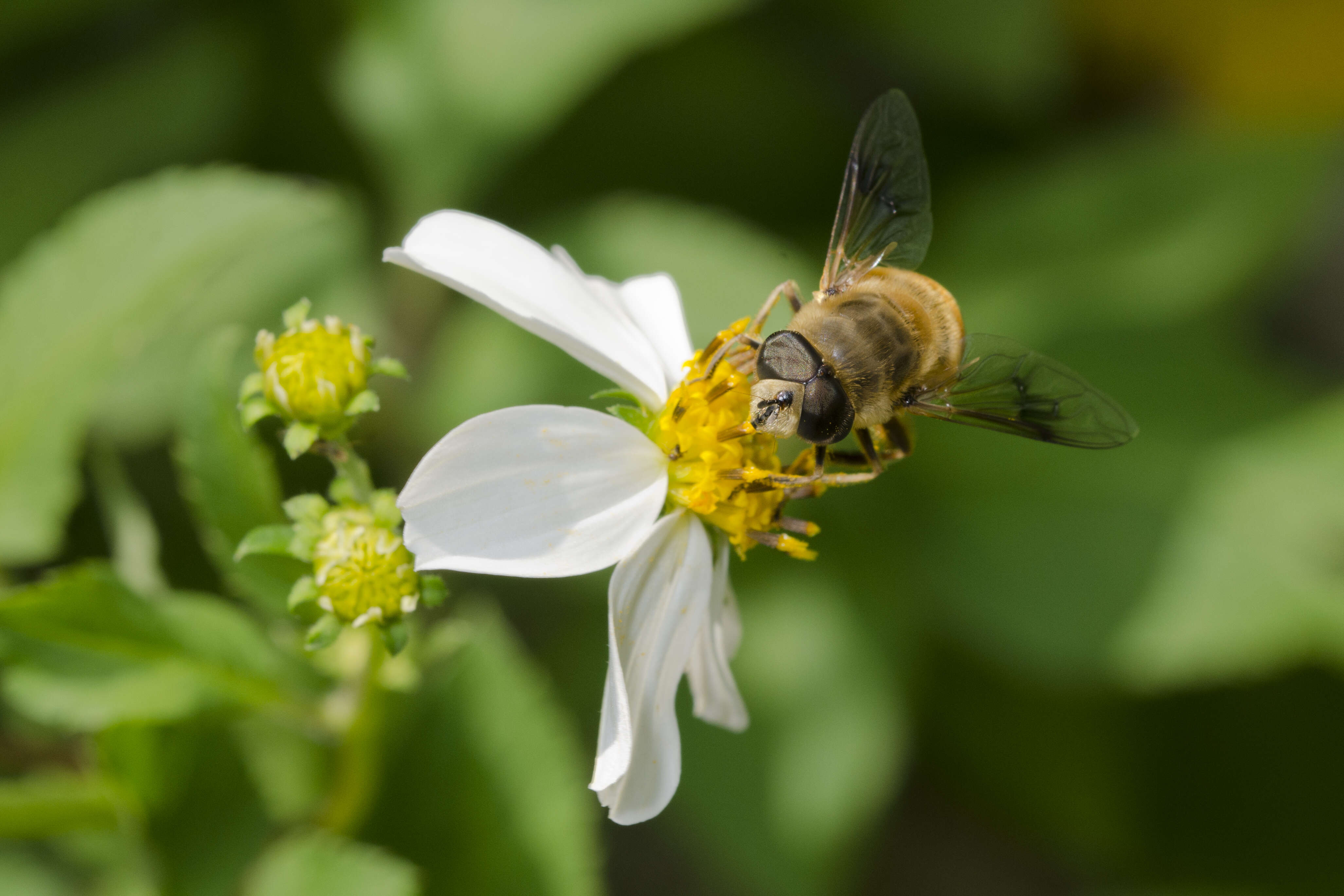 Image of Eristalis cerealis Fabricius 1805