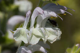 Image of silver sage