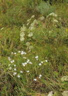 Image of Dianthus serotinus Waldst. & Kit.