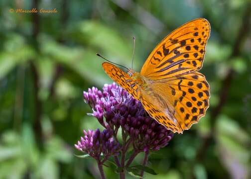 Imagem de Argynnis paphia Linnaeus 1758