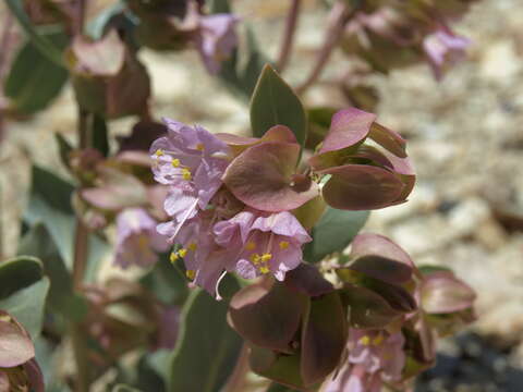 Mirabilis alipes (S. Wats.) G. E. Pilz resmi