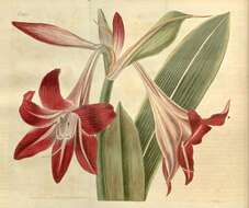 صورة Hippeastrum reticulatum (L'Hér.) Herb.