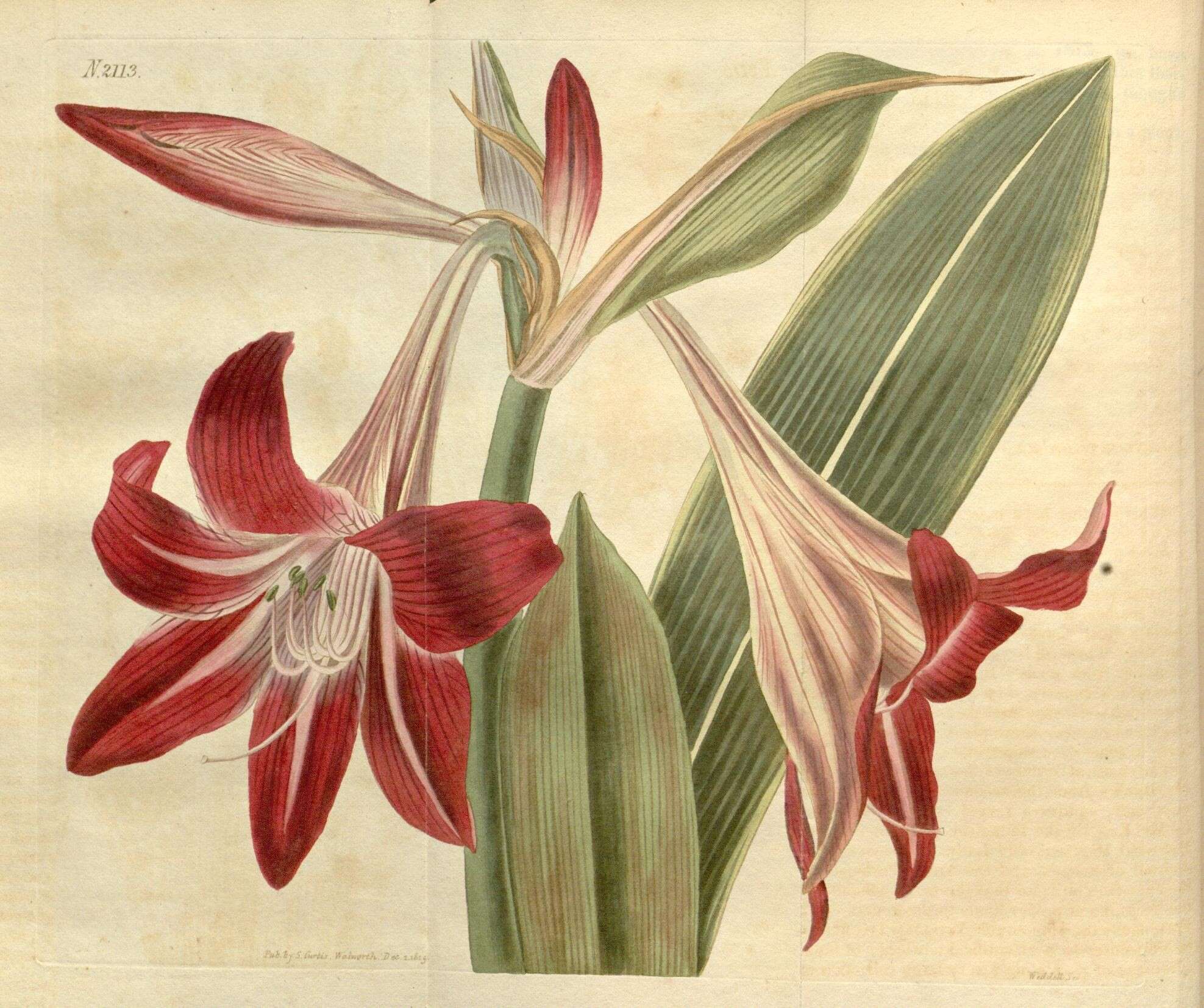 Image of hippeastrum