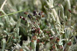 Image of cup lichen