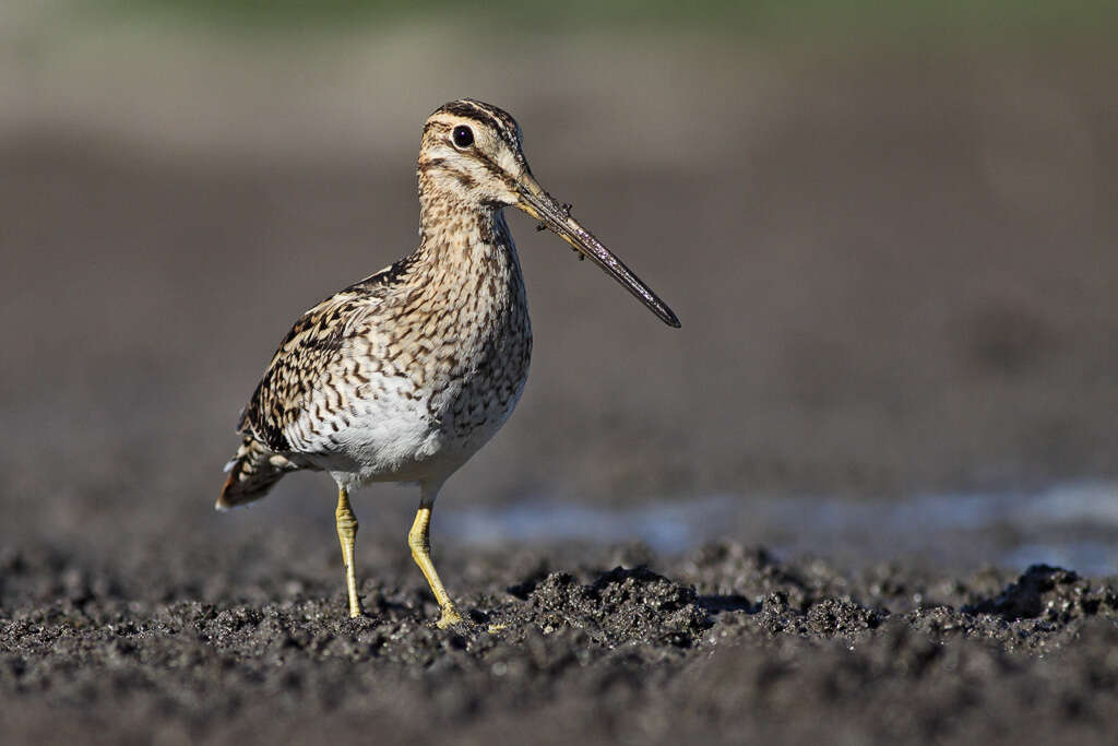 Image of Japanese Snipe