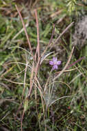 Image of aboriginal willowherb