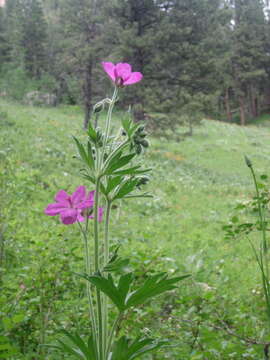 Image of geranium