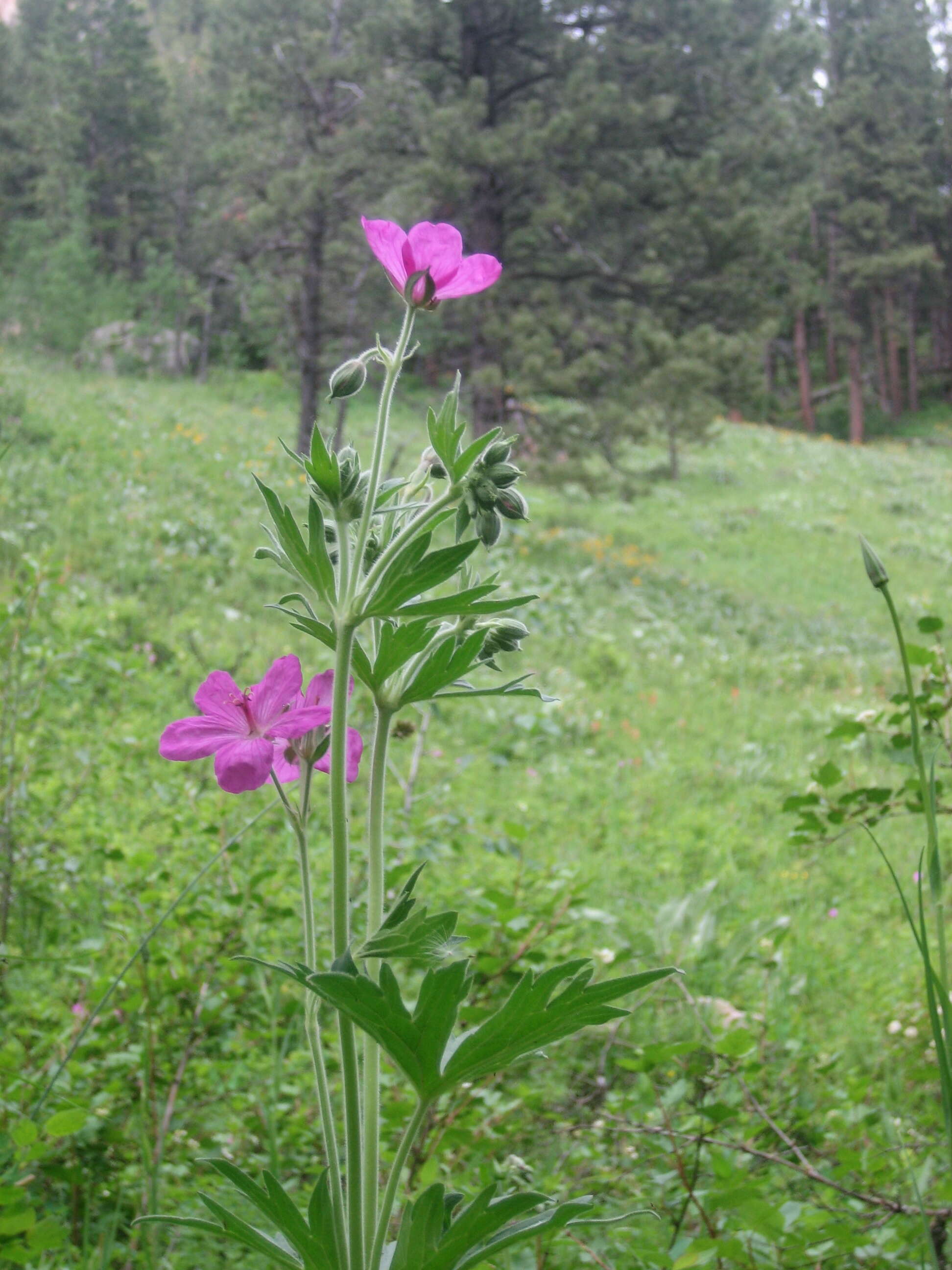 Image of geranium