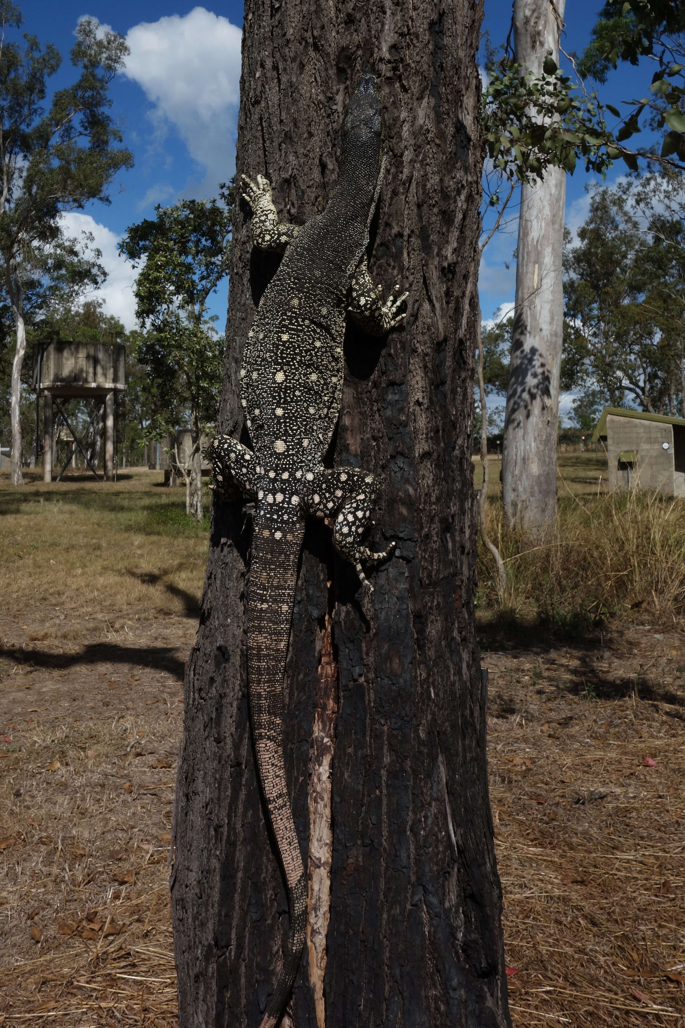 Image of monitor lizards