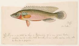 Image of Crenicichla