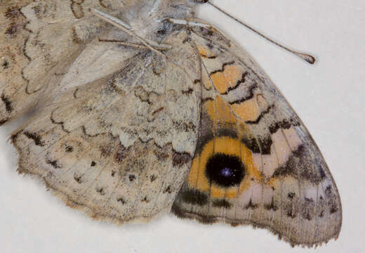 Image of Meadow Argus