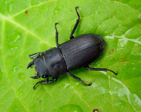 Image of Dorcus